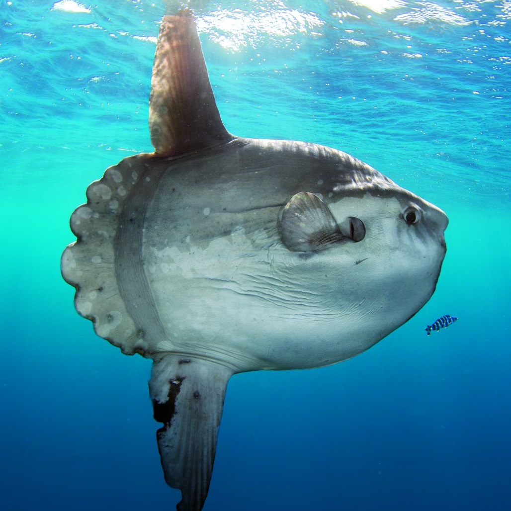 Poisson lune
